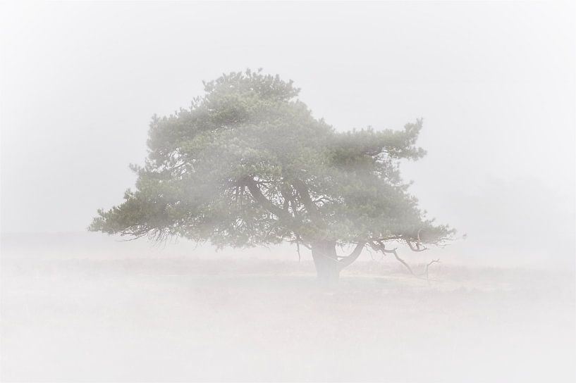 Misty by Bureau Brauns