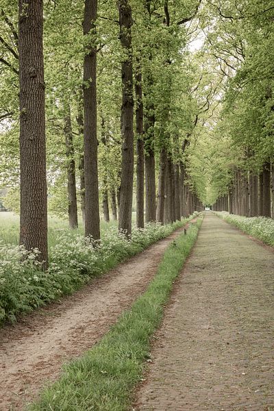 Avenue on Oldenaller estate in Putten (vertical) by Mayra Fotografie