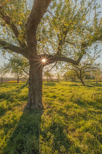 Arbre avec point lumineux par Moetwil en van Dijk - Fotografie