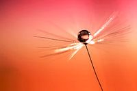 Paardebloem met druppel in het zonnetje