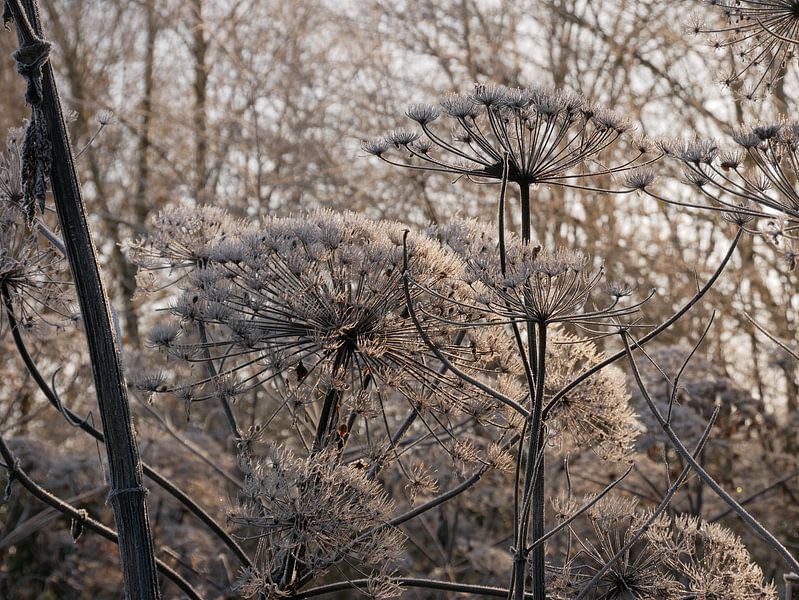 Composition of cypress in winter by Wim vd Neut