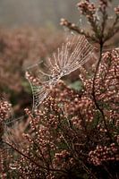 Toile d'araignée sur les landes de la Veluwe