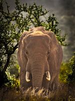 Eléphant au coucher du soleil