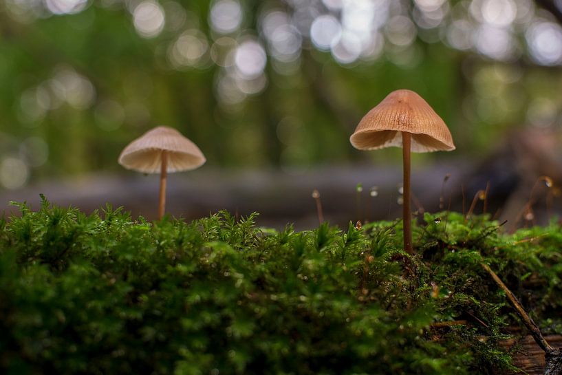 Mushroom by Rando Kromkamp Natuurfotograaf