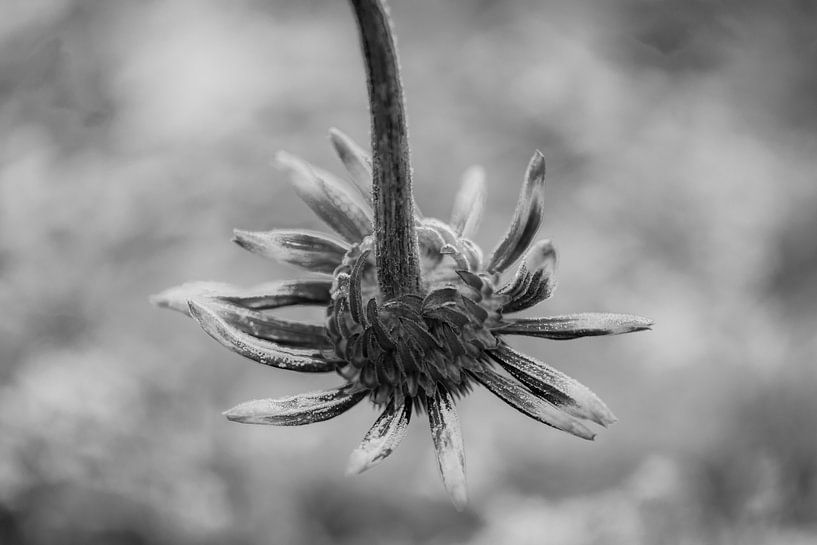 Queen in black and white by Ingrid Aanen