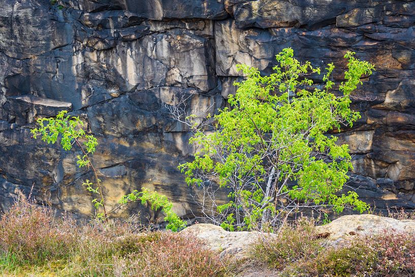 Landscape with trees and rocks in the Harz mountains, Germany by Rico Ködder