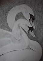 Zeichnung von zwei verliebten Schwänen, in Schwarz-Weiß