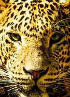 Leopard Portrait
