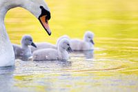 Family outing for the swans