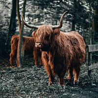 Scottish Highlander
