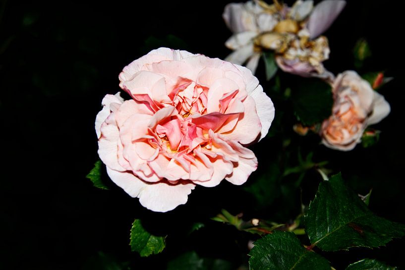 Rosa Rot von RK