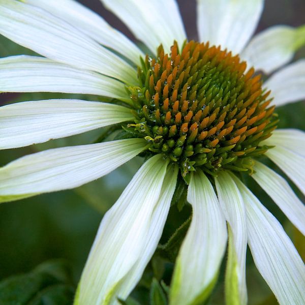 Echinacea by Martijn van der Nat