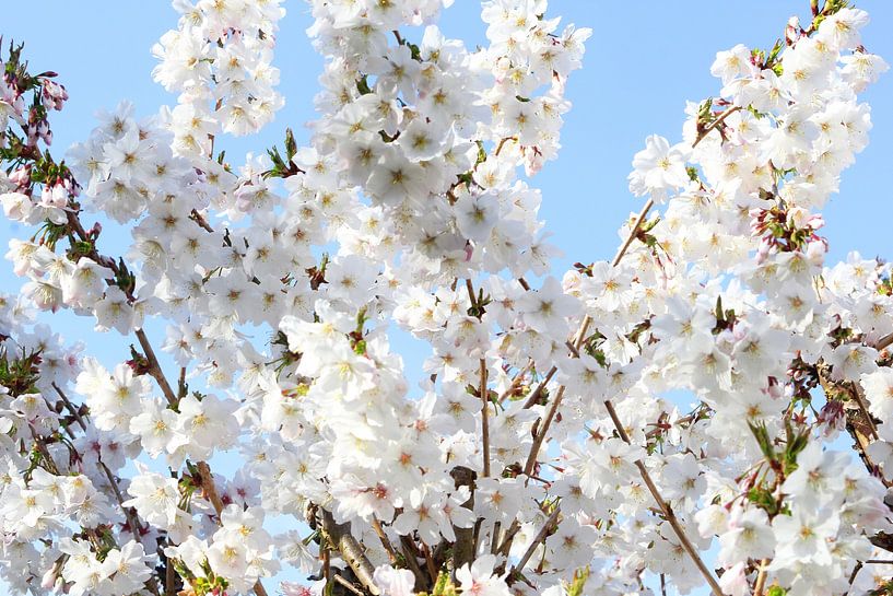 Almond blossom 2 by Inge Hogenbijl
