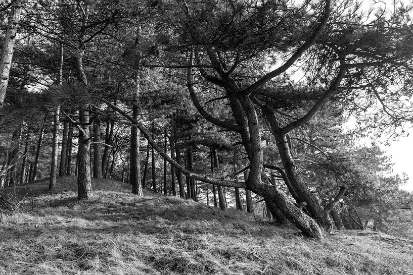 Le pin maritime dans la poêle brûlante par Rob Donders Beeldende kunst