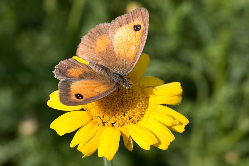 The brown sandpiper or Maniola jurtina a butterfly of the family Satyrinae on a yellow flower by W J Kok
