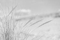 Strandhafer und Dünen