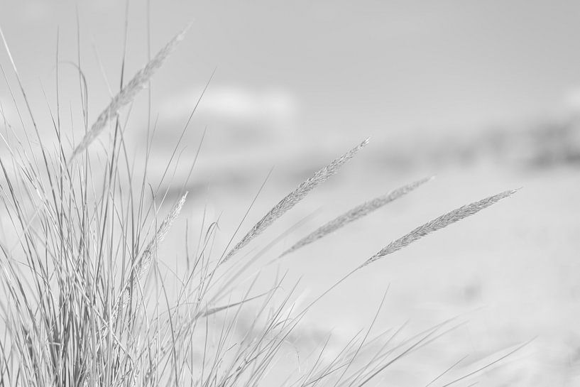 Herbe aux marronniers et dunes par DsDuppenPhotography