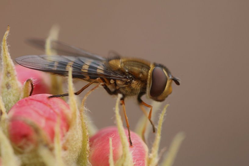 Woodland hoverfly on pear blossom by H. van Dodeweerd