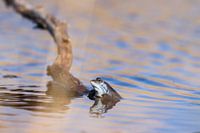 Pour faire une pause dans l'agitation, Blue Frog