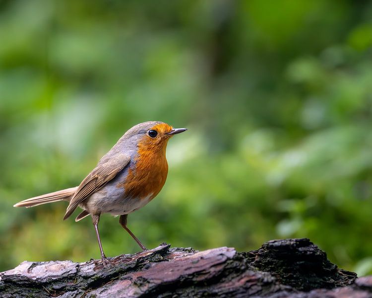 Robin par John Goossens Photography