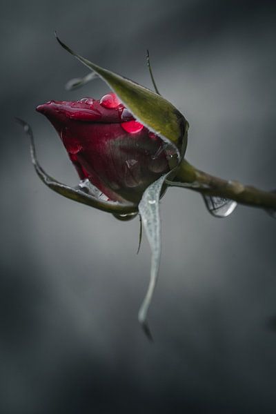 Rose by Sebastian Witt
