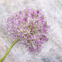 Bloem/Texturen/Flower