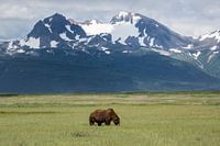 Weidender Bär in Alaska