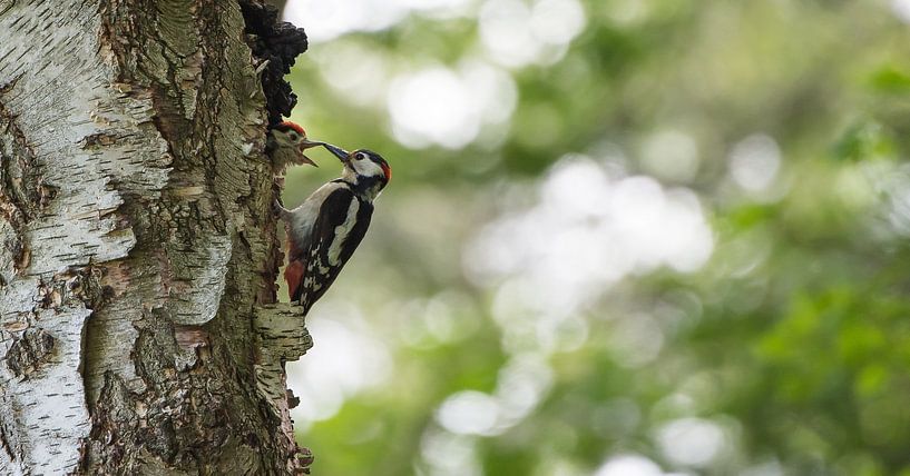 Great spotted woodpecker with young by Danny Slijfer Natuurfotografie