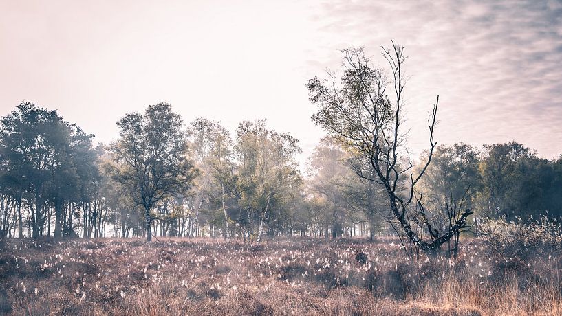 lande brumeuse par Stefan den Engelsen