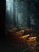 Lumière magique dans la forêt