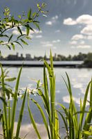 Kralingse Plas Rotterdam nature