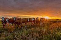 Zonsondergang in de polder