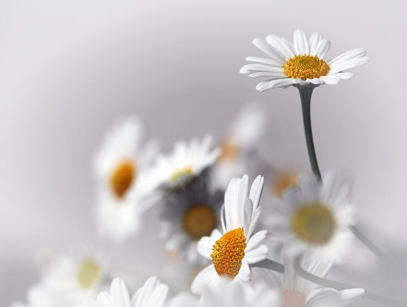 Margrieten  Leucanthemum vulgare von Renate Knapp