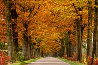 Herbstallee Appelscha