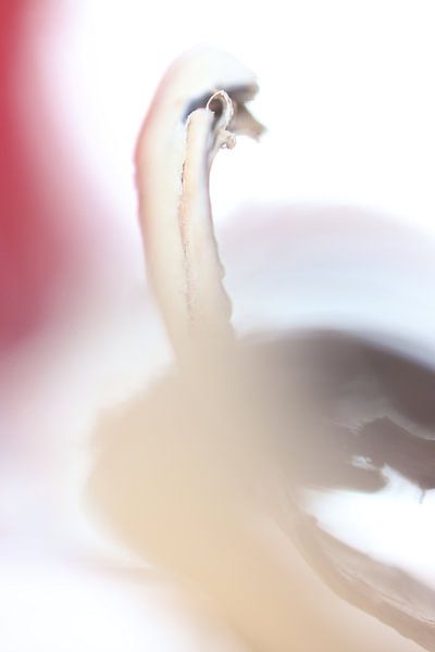 Autumn swan by Monique Visser