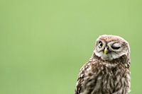 An owl winking