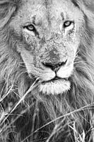 Mighty Lion noir et blanc