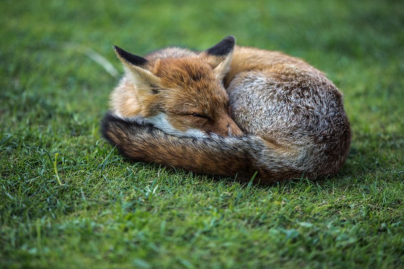 sleeping beauty  par Robin Smit