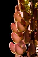 Roze lupine close-up