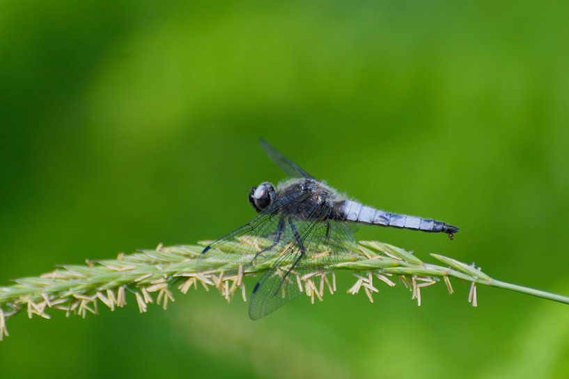 libel par Mieke Verkennis