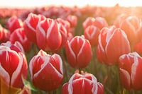 Red white tulips | Landscape photography wall art
