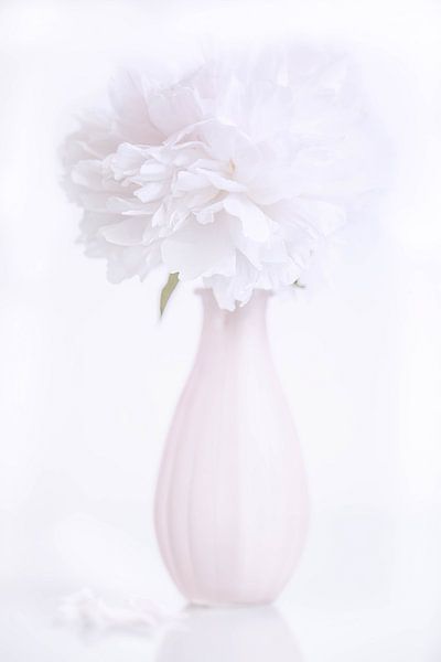 Peony by Tonia Beumer