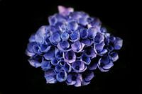 Blue Hydrangea low key.