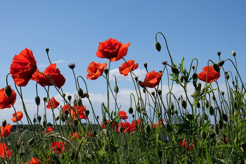 Poppys von Ostsee Bilder