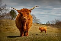 Scottish Highlander in Zeepeduinen , Burgh-Haamstede, Zeeland