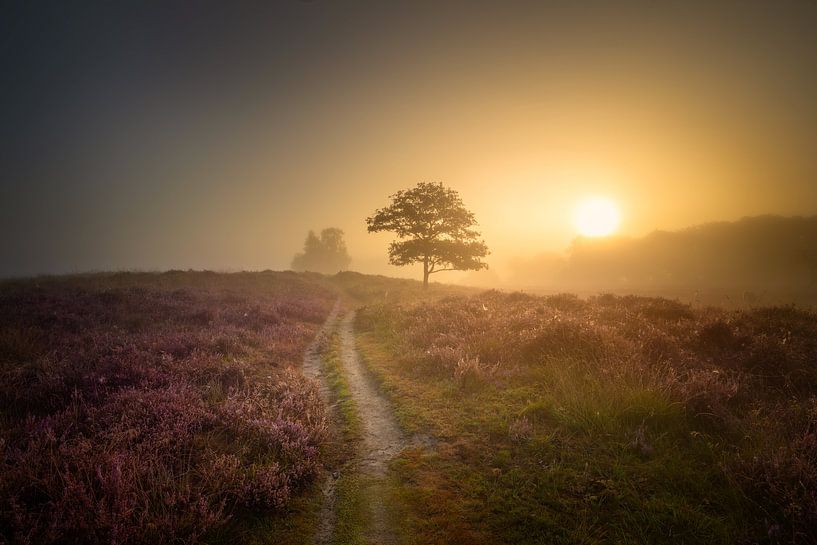 Nebliger Sonnenaufgang über dem blühenden Heidekraut bei Gasterse Duinen von KB Design & Photography (Karen Brouwer)