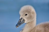 Donzy.nl - Junger Schwan - Porträt.