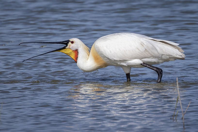 Löffler fängt Krabben von Linda Raaphorst