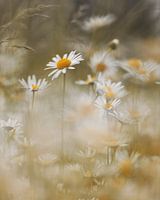 Sensations estivales