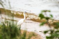 Bird / African landscape / Nature photography / Uganda